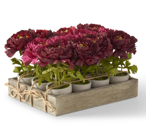 Potted Fuchsia Ranunculus