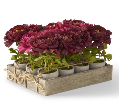Potted Fuchsia Ranunculus