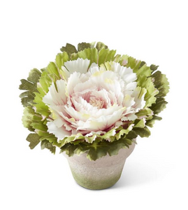 Potted Cabbage