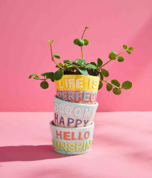 Colorful Spring Pot